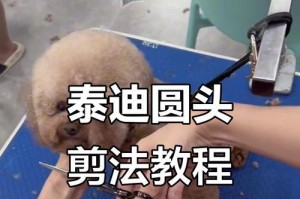 如何正确剪泰迪狗的脚毛（完美造型让你的泰迪狗充满魅力）