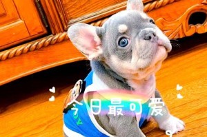 斗牛犬狂吃不胖的秘密揭示（如何让法国斗牛犬或英国斗牛犬保持理想体重）