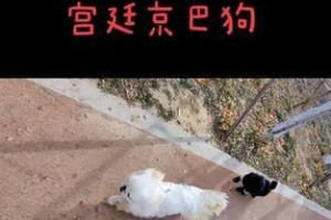 如何解决京巴狗不吃东西的问题（探索京巴狗挑食的原因和应对方法）