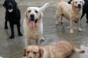 养拉布拉多犬的月度开销有多大？（拉布拉多犬养育成本分析，每个月需要多少钱养活？）