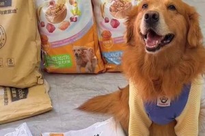 20斤狗粮能够供应金毛多长时间的食物需求？（金毛每日食量与20斤狗粮之间的关系）