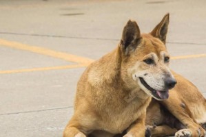 土狗为何失宠？（探究现代社会人们不再愿意养土狗的原因）