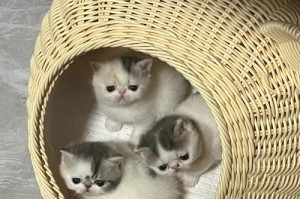 猫咪产仔周期的了解（探究猫咪产仔周期及其关键因素）