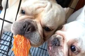 犬类中存在不吃肉的奇特群体（为何有些狗不吃肉？）
