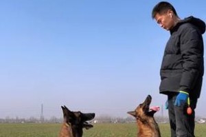 训狗高效动作指南（通过以下动作快速有效地训练你的狗）