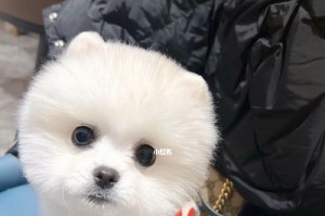博美造型大，让你的宠物成为时尚焦点（与时俱进的博美造型，点亮宠物时尚之路）
