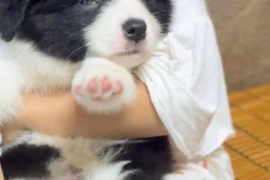 为什么狗狗会用嘴咬爪爪？（探索狗狗用嘴咬爪爪的原因及解决办法）