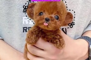泰迪犬价格揭秘（不要让自己被高价迷惑，纯种泰迪犬购买攻略）