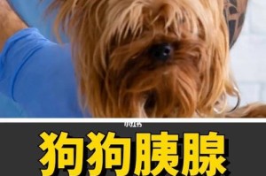 犬胰腺炎的治疗用药指南（从药物选择到治疗方案，全面解析犬胰腺炎的治疗药物）