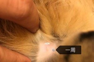 猫咪体重标准对照表（猫咪体重标准对照表的重要性及如何正确评估猫咪体重）