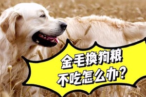 如何科学地为金毛犬安排70天的饮食（金毛犬食谱大揭秘，让你的宠物健康成长）