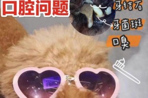 狗狗牙龈伤损（保护你的狗狗牙龈健康，关爱它们的口腔健康）