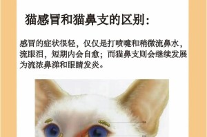 猫鼻支的检查费用及照顾方法