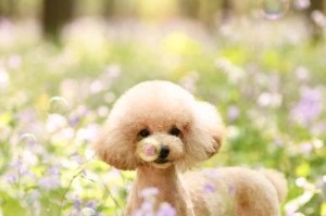 贵宾犬适应新主人需要多长时间？（探讨标准贵宾犬适应新主人的时间和过程）
