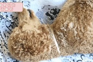 泰迪狗的睡眠需求（探究泰迪狗每天睡眠时长和质量，帮助宠物主人提供适宜的休息环境）