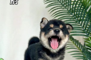 柴犬的名字由来（揭秘柴犬为什么叫“柴”犬）
