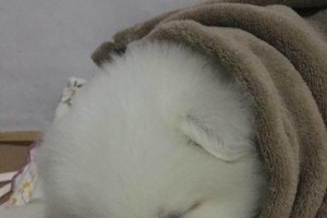 萨摩细小后应该怎么用药治疗？（详解萨摩细小后用药的关键点和注意事项）