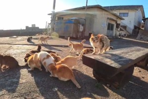 猫为何喜欢独居？（探索猫咪独居的原因与特点）