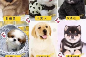 中国各地金毛犬价格调查（市场报价波动大，宠物选择需谨慎）