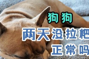 大狗狗为何停止排便？（探究大狗狗停止拉屎的原因及解决办法）