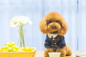 泰迪喜欢吃的肉类（探究泰迪宠物犬可食用的肉类种类及特点）