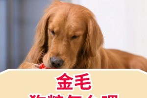 金毛幼犬的适当喂养方法（1个多月的金毛幼犬该吃多少狗粮？喂养要点详解）