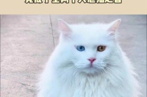 异瞳白猫（探秘异瞳白猫的来历和特征，揭开这个神秘品种的面纱）