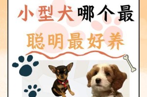 养什么狗最适合小型犬？（选择合适小型犬的关键因素及推荐品种）