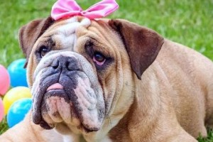 为什么狗听见动静就会叫？（探究狗嗅觉和听觉的关联）