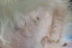 母狗产后乳汁干涸的原因和应对方法（了解母狗产后乳汁干涸的时间和解决办法）