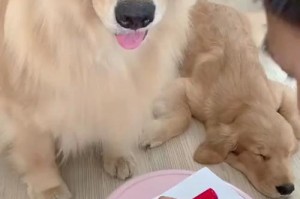 探秘狗狗的成长之旅（从小毛球到伴侣宠物，一只狗的成长历程）