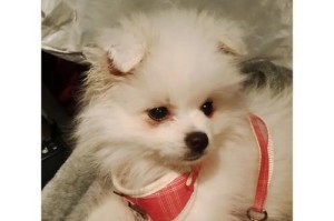 解决博美犬两个月泪痕问题的有效方法（告别博美泪痕，拥有无痕明眸）