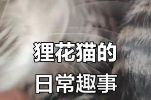小猫调皮期有多长时间？（揭秘小猫调皮期的持续时间及如何应对）