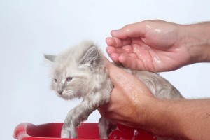 奶猫出生多久可以洗澡？（了解正确的奶猫洗澡时间和方法）