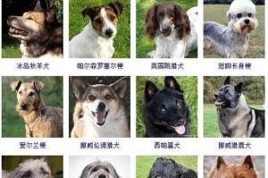 了解不同品种的宠物犬（探索世界上最受欢迎的狗狗品种）