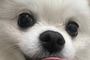 探秘博美鼻子的颜色之谜（揭开博美鼻子颜色的背后奥秘）