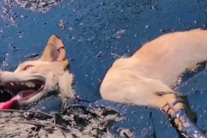 狗在河里被困的时间究竟有多久？（探寻狗在水中的生存能力和逃脱能力）