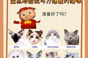 揭秘性价比超高的猫咪品种（从外貌到性格，这些猫咪让你物超所值）