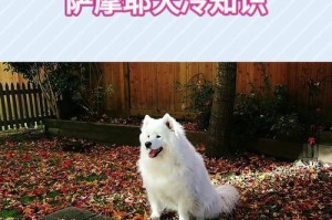 新手饲养萨摩耶犬的终极指南