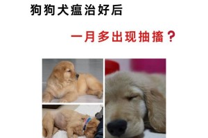 治疗狗狗球虫病需要多长时间？（了解球虫病治疗时间的关键信息）