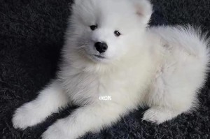 萨摩小的魅力（发掘萨摩小独特的个性与品质，体验无与伦比的人狗之间的情感纽带）
