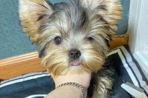 约克夏犬的毛发保养指南（让你的约克夏犬拥有健康亮丽的毛发）