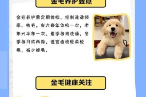 金毛换毛周期及护理要点（金毛换毛周期与护理技巧详解）