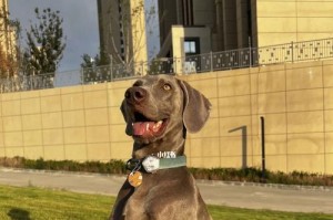 为什么不建议养威玛犬？（威玛犬的特点与养育难点）