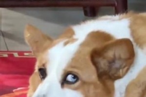 狗老趴在门口，隐含着的什么含义？（探寻狗儿坐门前行为的深意）