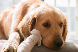 金毛幼犬缺钙的症状及对策（解决金毛幼犬缺钙问题的有效方法）