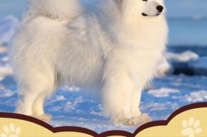 如何学好知识，养出健康的萨摩犬（掌握这些关键知识，打造快乐的宠物生活）