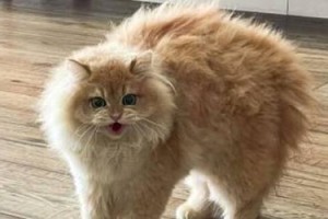 小猫尾巴的奇妙之旅（探索小猫尾巴的相似物）