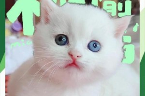 新生猫假死的现象及持续时间研究（揭开新生猫假死谜团，了解其持续时间与影响因素）