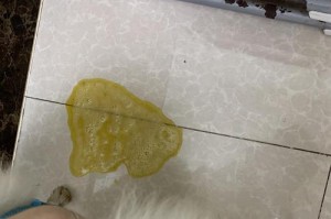 狗吃了没多久就吐（了解狗吐的常见原因和急救方法，保护爱宠的健康）